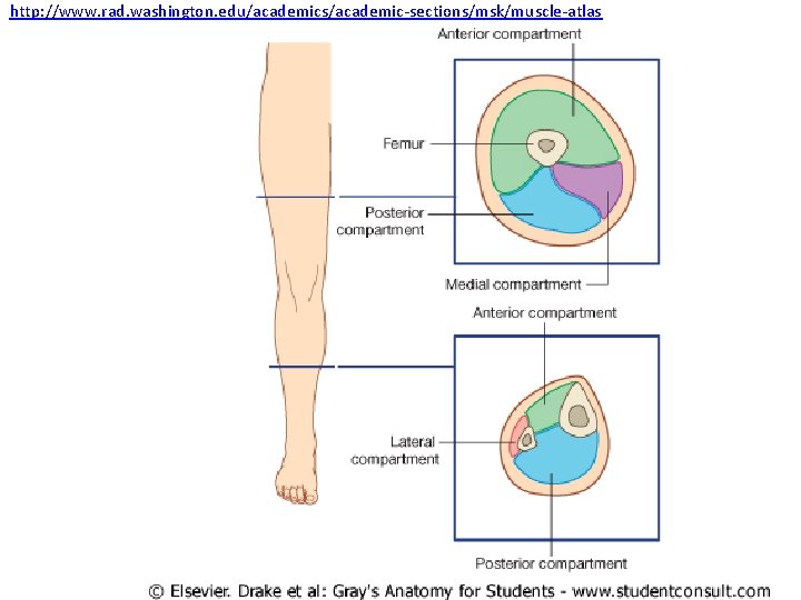 http: //www. rad. washington. edu/academics/academic-sections/msk/muscle-atlas 
