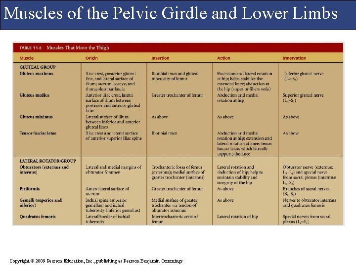 Muscles of the Pelvic Girdle and Lower Limbs Copyright © 2009 Pearson Education, Inc.