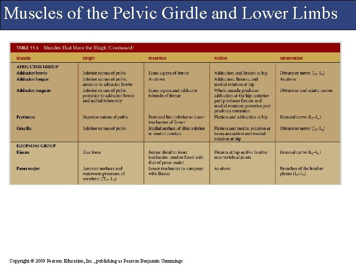 Muscles of the Pelvic Girdle and Lower Limbs Copyright © 2009 Pearson Education, Inc.