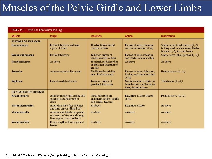 Muscles of the Pelvic Girdle and Lower Limbs Copyright © 2009 Pearson Education, Inc.