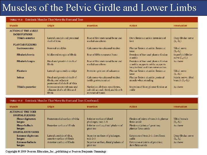 Muscles of the Pelvic Girdle and Lower Limbs Copyright © 2009 Pearson Education, Inc.