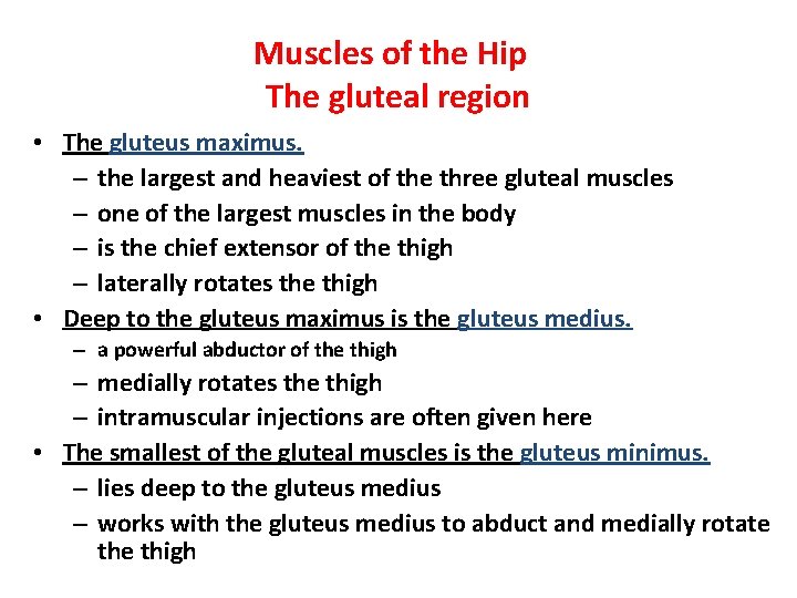 Muscles of the Hip The gluteal region • The gluteus maximus. – the largest