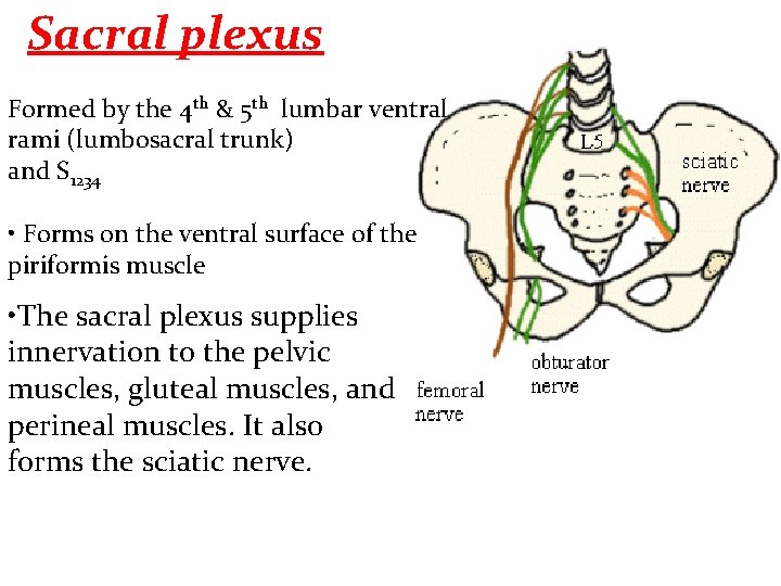 Sacral plexus Formed by the 4 th & 5 th lumbar ventral rami (lumbosacral