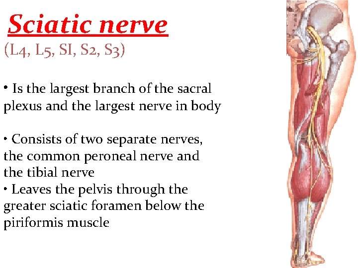 Sciatic nerve (L 4, L 5, SI, S 2, S 3) • Is the