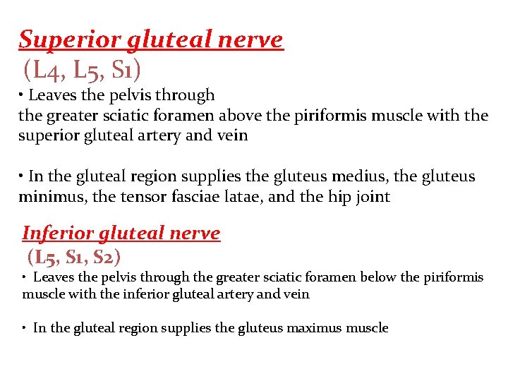 Superior gluteal nerve (L 4, L 5, S 1) • Leaves the pelvis through