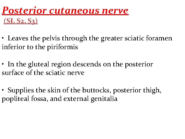 Posterior cutaneous nerve (SI, S 2, S 3) • Leaves the pelvis through the