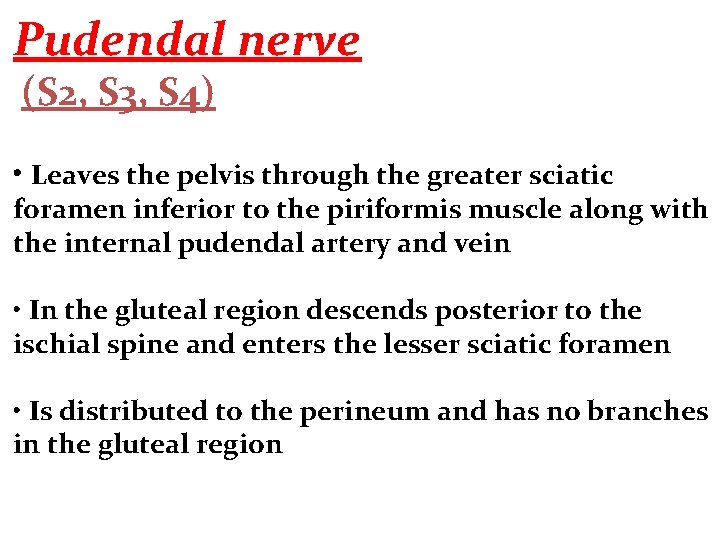 Pudendal nerve (S 2, S 3, S 4) • Leaves the pelvis through the