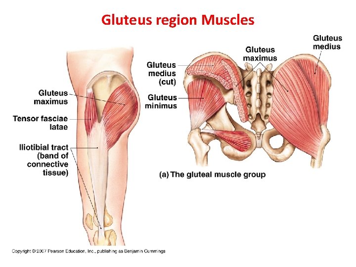 Gluteus region Muscles 