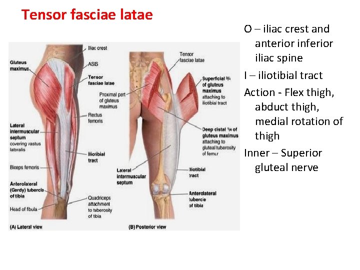 Tensor fasciae latae O – iliac crest and anterior inferior iliac spine I –
