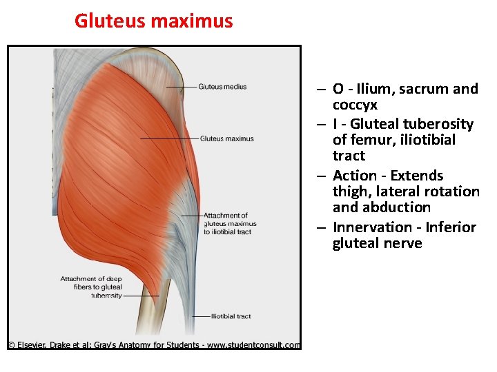 Gluteus maximus – O - Ilium, sacrum and coccyx – I - Gluteal tuberosity
