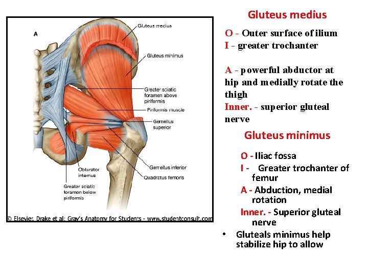 Gluteus medius O - Outer surface of ilium I - greater trochanter A -