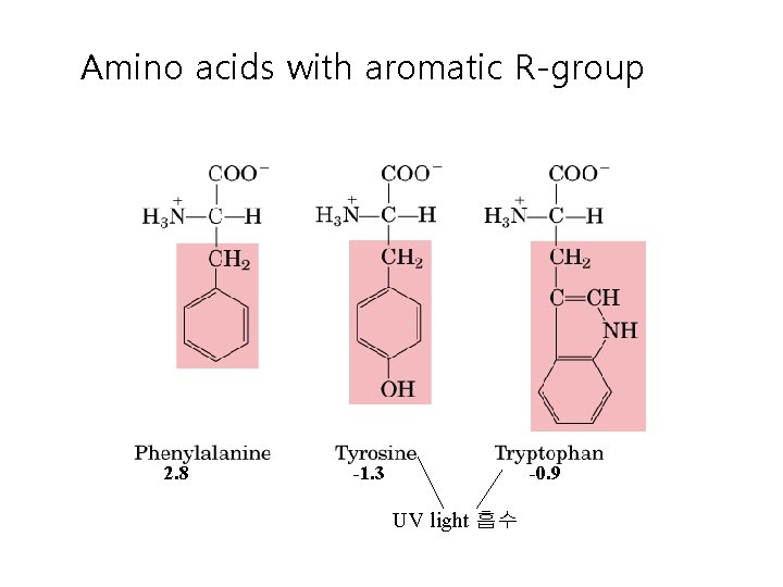 Amino acids with aromatic R-group 2. 8 -1. 3 -0. 9 UV light 흡수