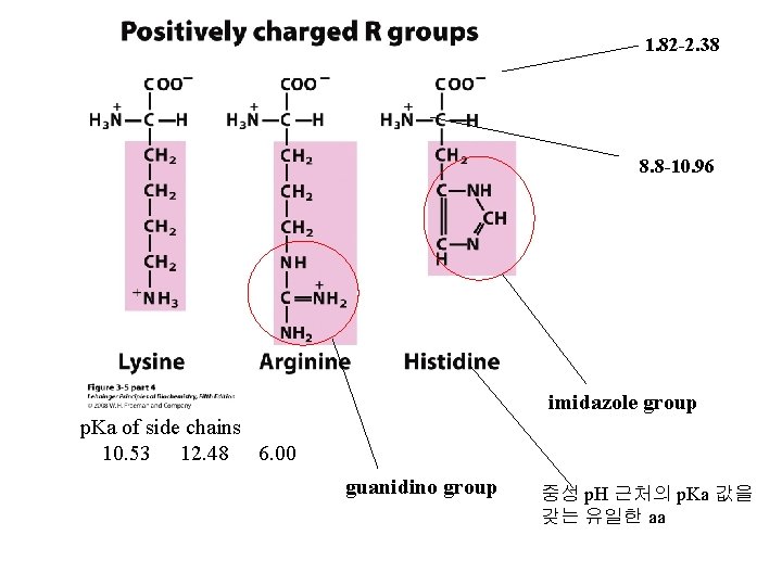 1. 82 -2. 38 8. 8 -10. 96 imidazole group p. Ka of side