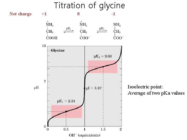 Titration of glycine Net charge +1 0 -1 Isoelectric point: Average of two p.