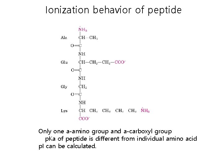 Ionization behavior of peptide Only one a-amino group and a-carboxyl group p. Ka of