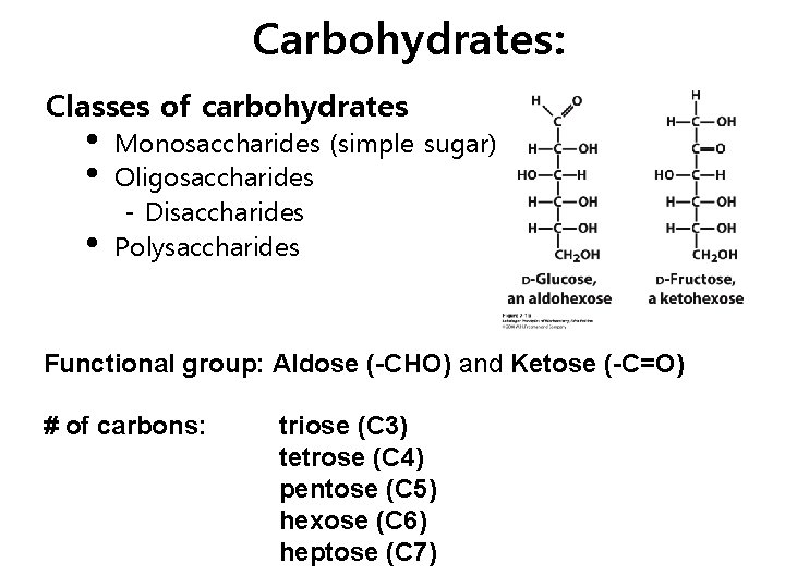 Carbohydrates: Classes of carbohydrates • • • Monosaccharides (simple sugar) Oligosaccharides - Disaccharides Polysaccharides