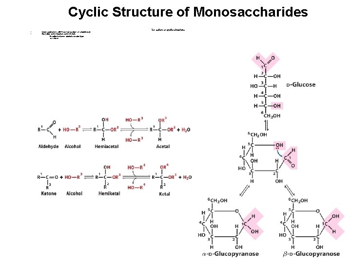 Cyclic Structure of Monosaccharides • • Monosaccharides with 5 or more carbons (+ aldotetrose)