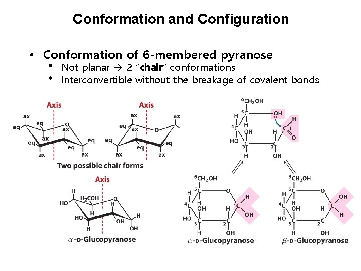 Conformation and Configuration • Conformation of 6 -membered pyranose • • Not planar 2
