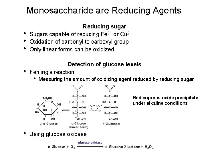 Monosaccharide are Reducing Agents • • • Reducing sugar Sugars capable of reducing Fe