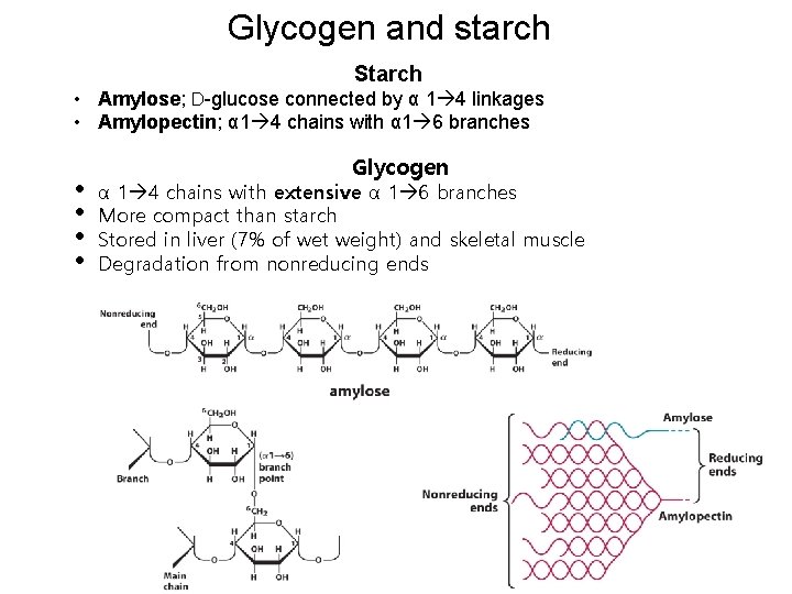 Glycogen and starch Starch • Amylose; D-glucose connected by α 1 4 linkages •