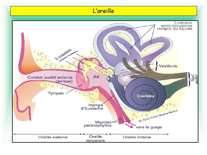 L’oreille Barotraumatisme le plus fréquent 2 compartiments liquidiens en immersion: Oreille externe Oreille interne.