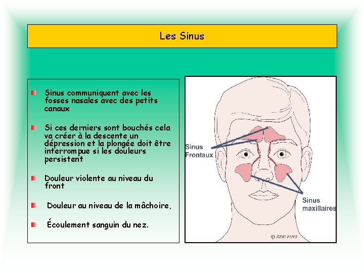 Les Sinus communiquent avec les fosses nasales avec des petits canaux Si ces derniers