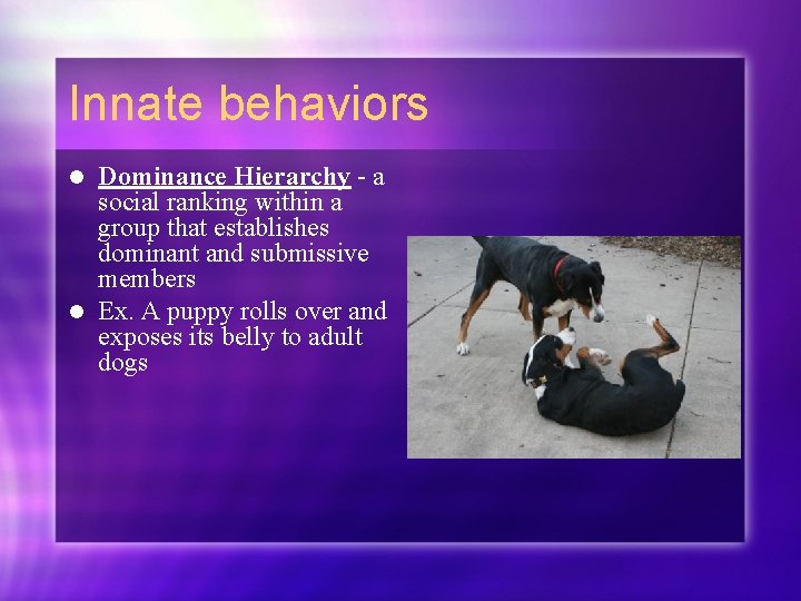 Innate behaviors Dominance Hierarchy - a social ranking within a group that establishes dominant