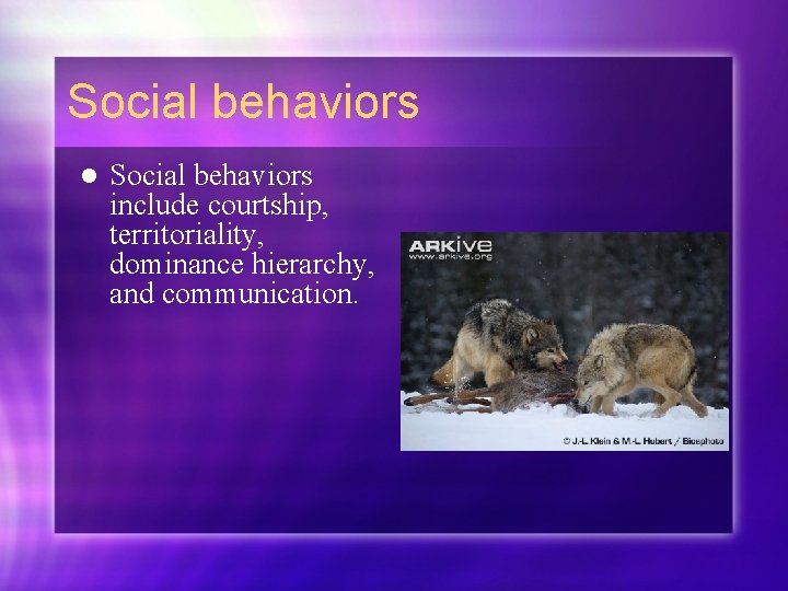 Social behaviors l Social behaviors include courtship, territoriality, dominance hierarchy, and communication. 