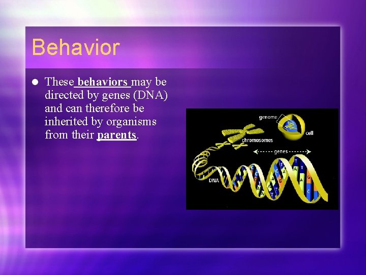 Behavior l These behaviors may be directed by genes (DNA) and can therefore be