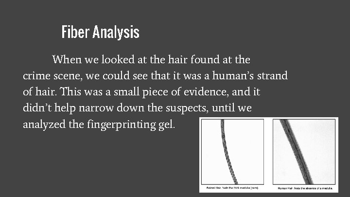 Fiber Analysis When we looked at the hair found at the crime scene, we