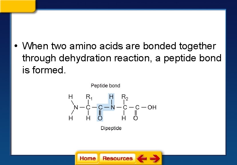  • When two amino acids are bonded together through dehydration reaction, a peptide