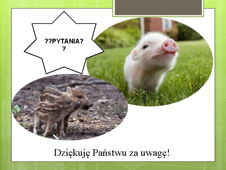 ? ? PYTANIA? ? Dziękuję Państwu za uwagę! 