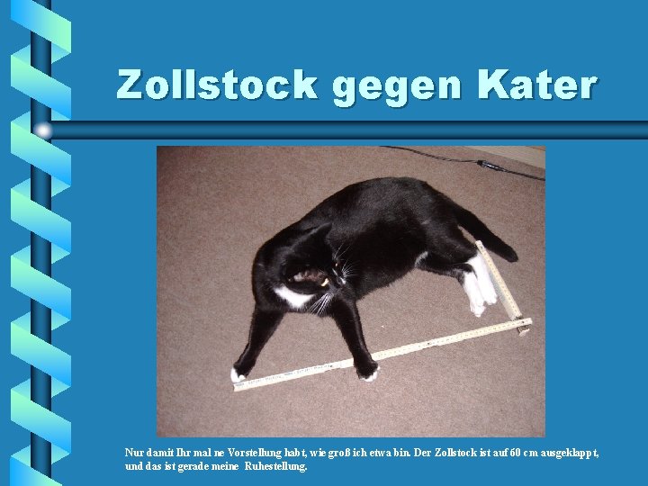 Zollstock gegen Kater Nur damit Ihr mal ne Vorstellung habt, wie groß ich etwa