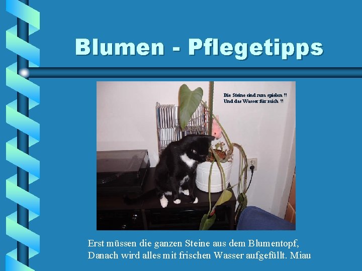 Blumen - Pflegetipps Die Steine sind zum spielen !! Und das Wasser für mich