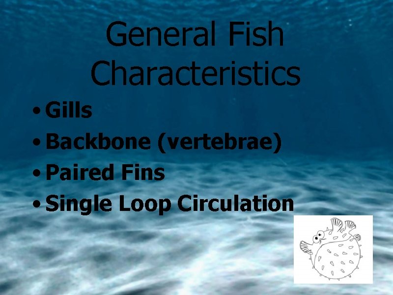General Fish Characteristics • Gills • Backbone (vertebrae) • Paired Fins • Single Loop