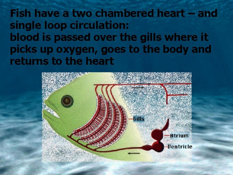 Fish have a two chambered heart – and single loop circulation: blood is passed