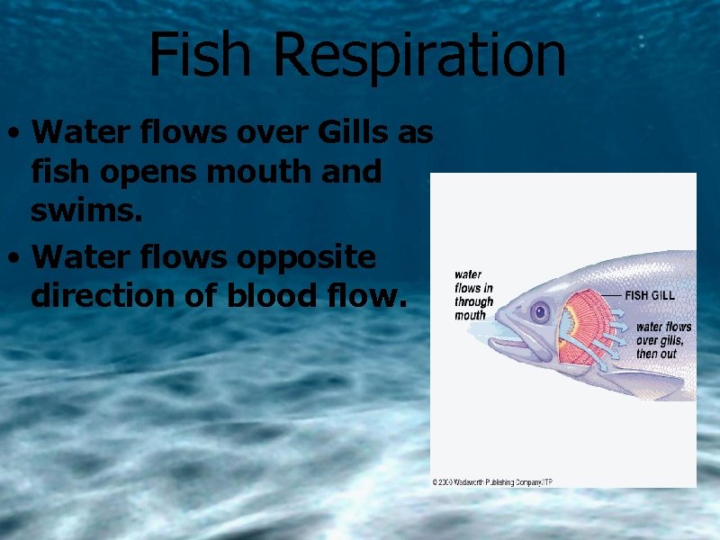 Fish Respiration • Water flows over Gills as fish opens mouth and swims. •
