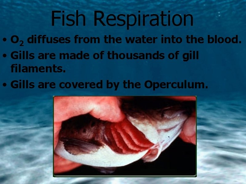 Fish Respiration • O 2 diffuses from the water into the blood. • Gills