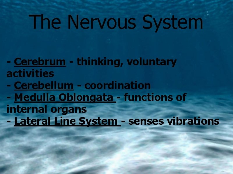 The Nervous System - Cerebrum - thinking, voluntary activities - Cerebellum - coordination -