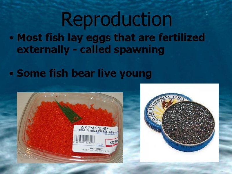 Reproduction • Most fish lay eggs that are fertilized externally - called spawning •