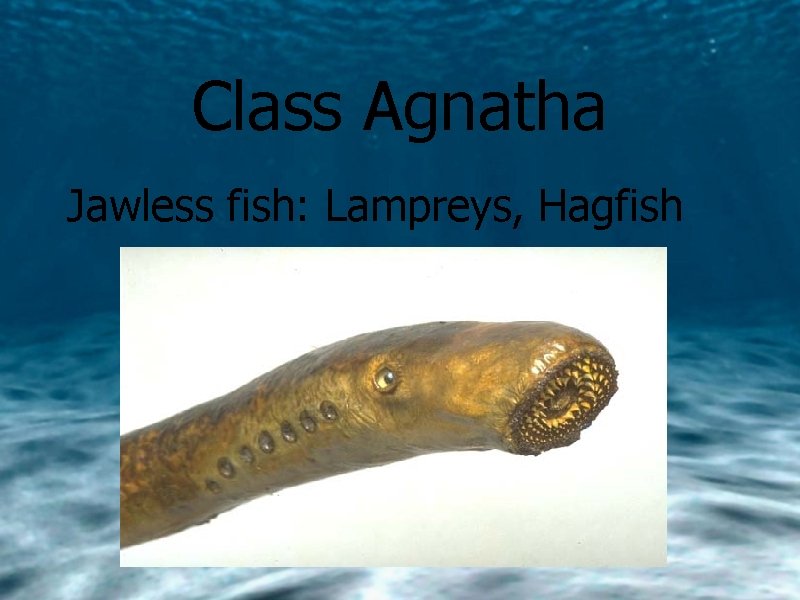 Class Agnatha Jawless fish: Lampreys, Hagfish 