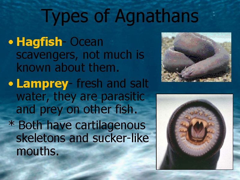 Types of Agnathans • Hagfish- Ocean scavengers, not much is known about them. •