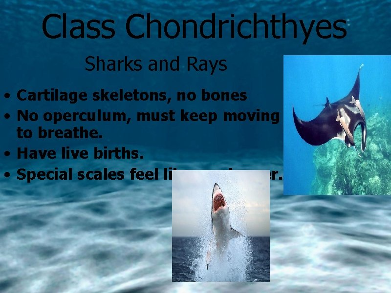 Class Chondrichthyes Sharks and Rays • Cartilage skeletons, no bones • No operculum, must