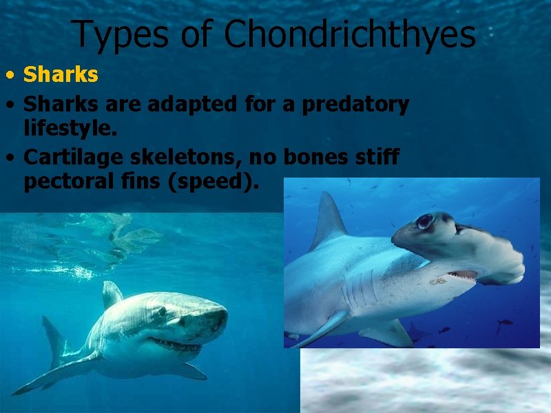 Types of Chondrichthyes • Sharks are adapted for a predatory lifestyle. • Cartilage skeletons,