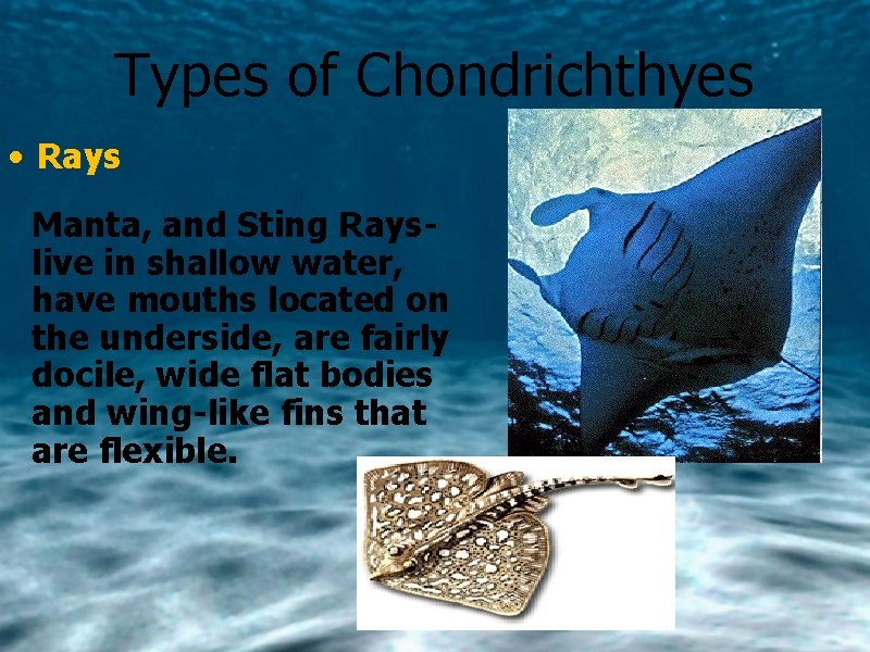 Types of Chondrichthyes • Rays Manta, and Sting Rayslive in shallow water, have mouths