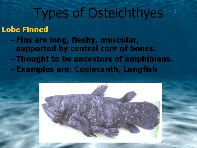 Types of Osteichthyes Lobe Finned – Fins are long, fleshy, muscular, supported by central
