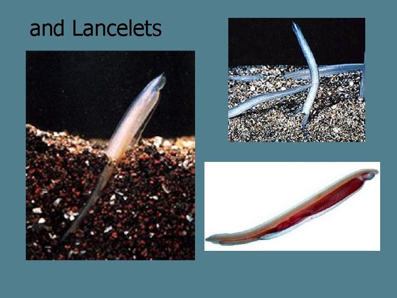 and Lancelets 