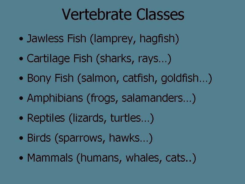 Vertebrate Classes • Jawless Fish (lamprey, hagfish) • Cartilage Fish (sharks, rays…) • Bony