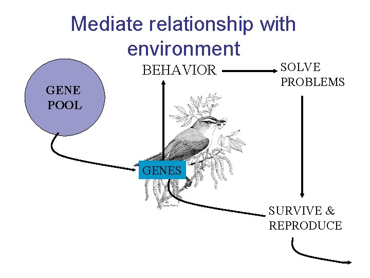 Mediate relationship with environment BEHAVIOR GENE POOL SOLVE PROBLEMS GENES SURVIVE & REPRODUCE 