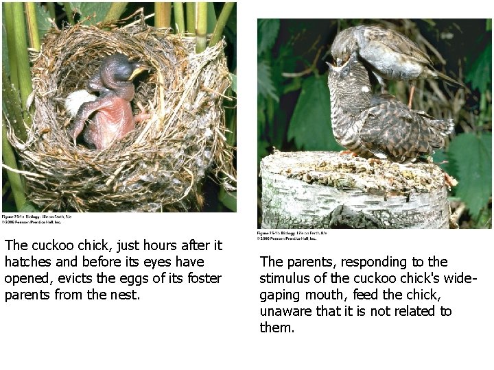 The cuckoo chick, just hours after it hatches and before its eyes have opened,